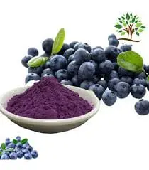 Bilberry Extract.jpeg